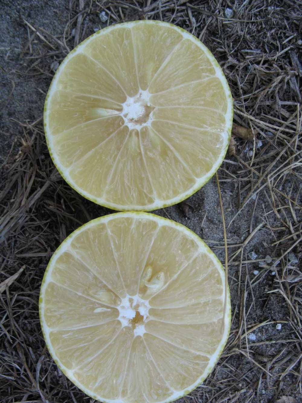            Fruit cross-section (Winter Haven, FL)   